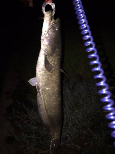 雨+増水+濁り＝絶対